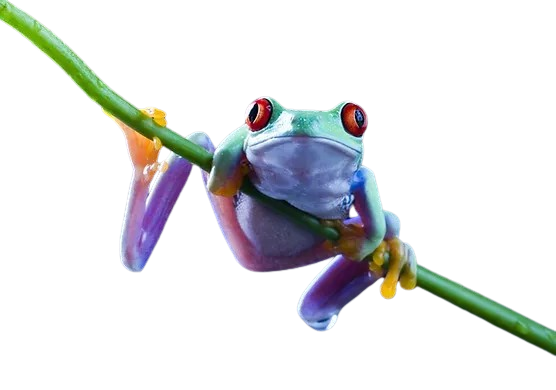 Tree-Frog-removebg-preview